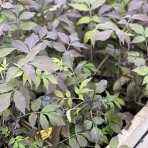 Baza čierna (Sambucus nigra) ‘CHOCOLATE MARZIPAN’ - výška 30-50 cm, kont. C1,5L